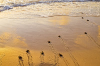 Weddings in Barbados Photographer
